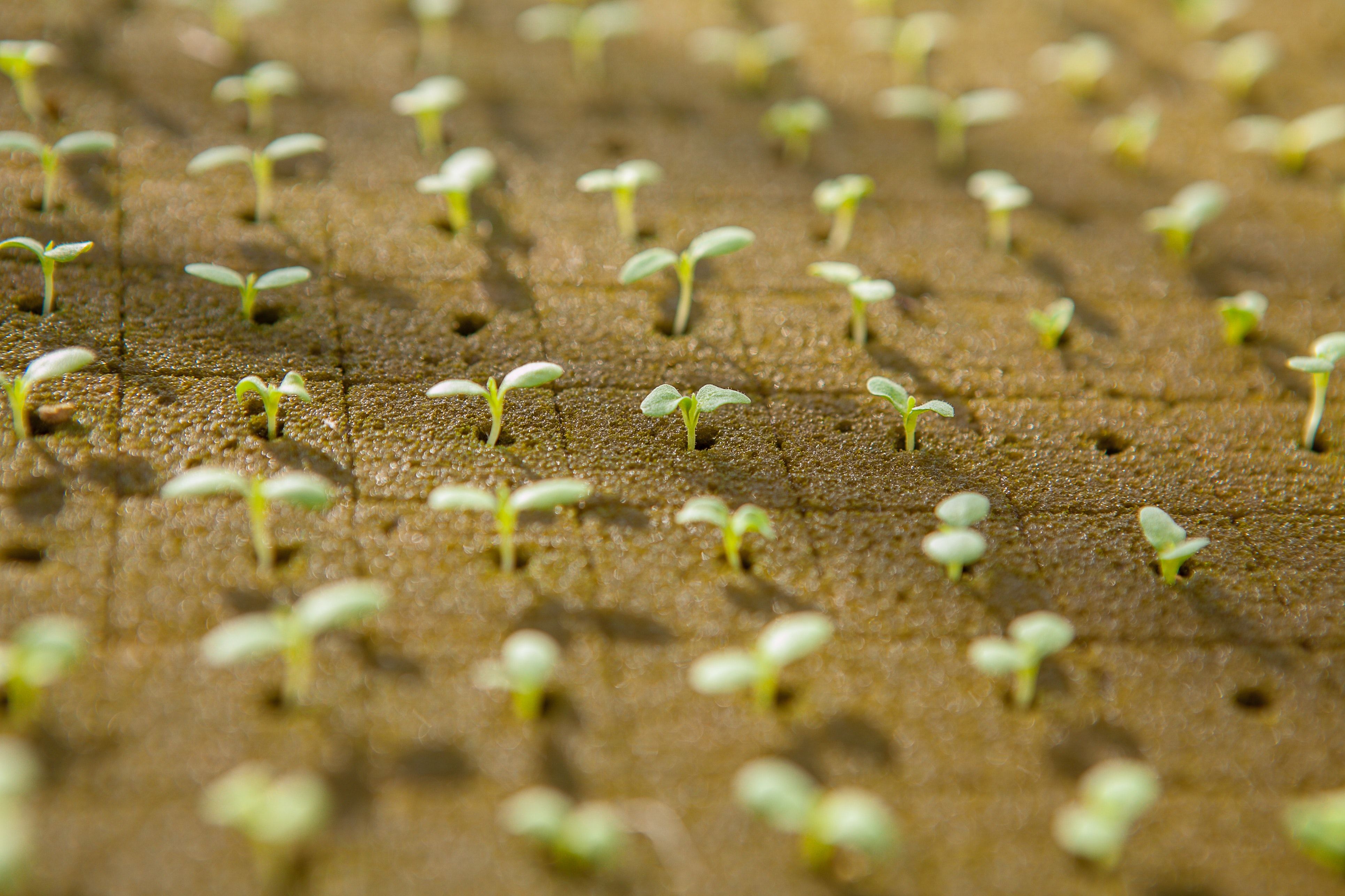 AgBiome and Lamberti Announce Joint Development Agreement to Expand Line of Biological Crop Protection Solutions